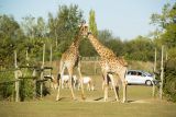 Cholet tourisme nature parc animalier zoo planète sauvage safari africain