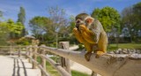 Cholet tourisme nature parc animalier zoo planète sauvage safari africain