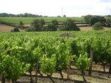 Cholet Tourisme Vigne Vignoble Viticulture Oenotourisme La Fosse-de-Tigné