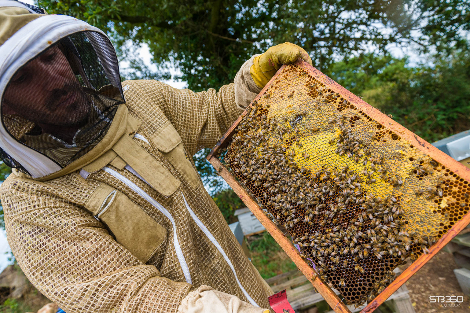 les abeilles de l'oumois maulévrier