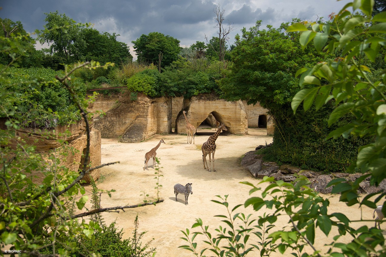 Cholet Tourisme Bioparc Zoo de Doué La fontaine 49