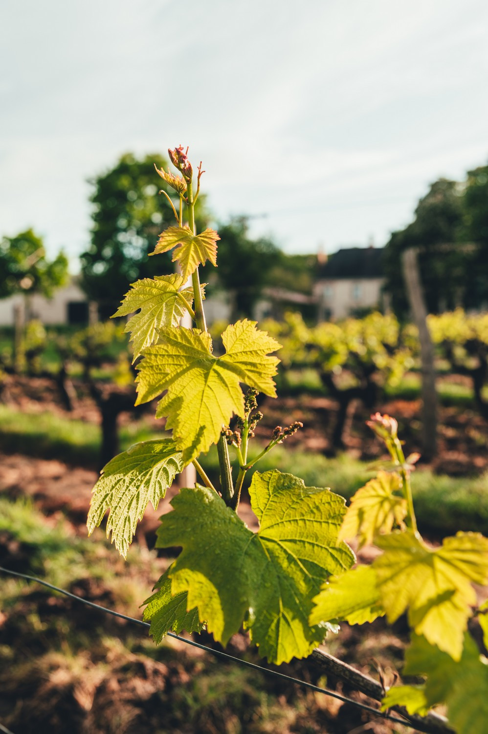 Vin Vigne Vignoble Domaine Viticulture Dégustation Cuvée Vendanges Haut-Layon