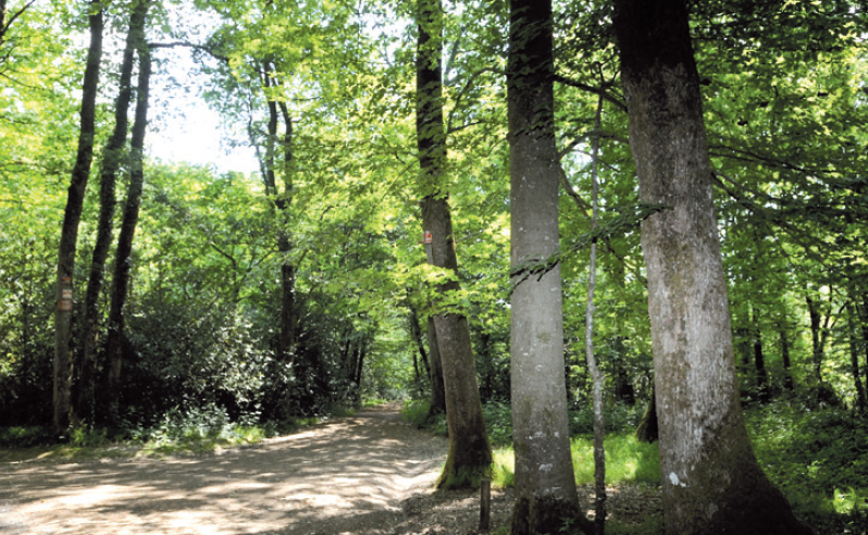 chemin-du-charbon-de-bois-840483