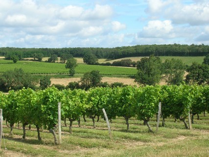 Cholet Tourisme Domaine de Lucet Vin Vigne Vigneron Dégustation Trémont