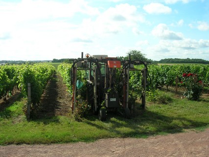 Cholet Tourisme Domaine de Lucet Vin Vigne Vigneron Dégustation Trémont