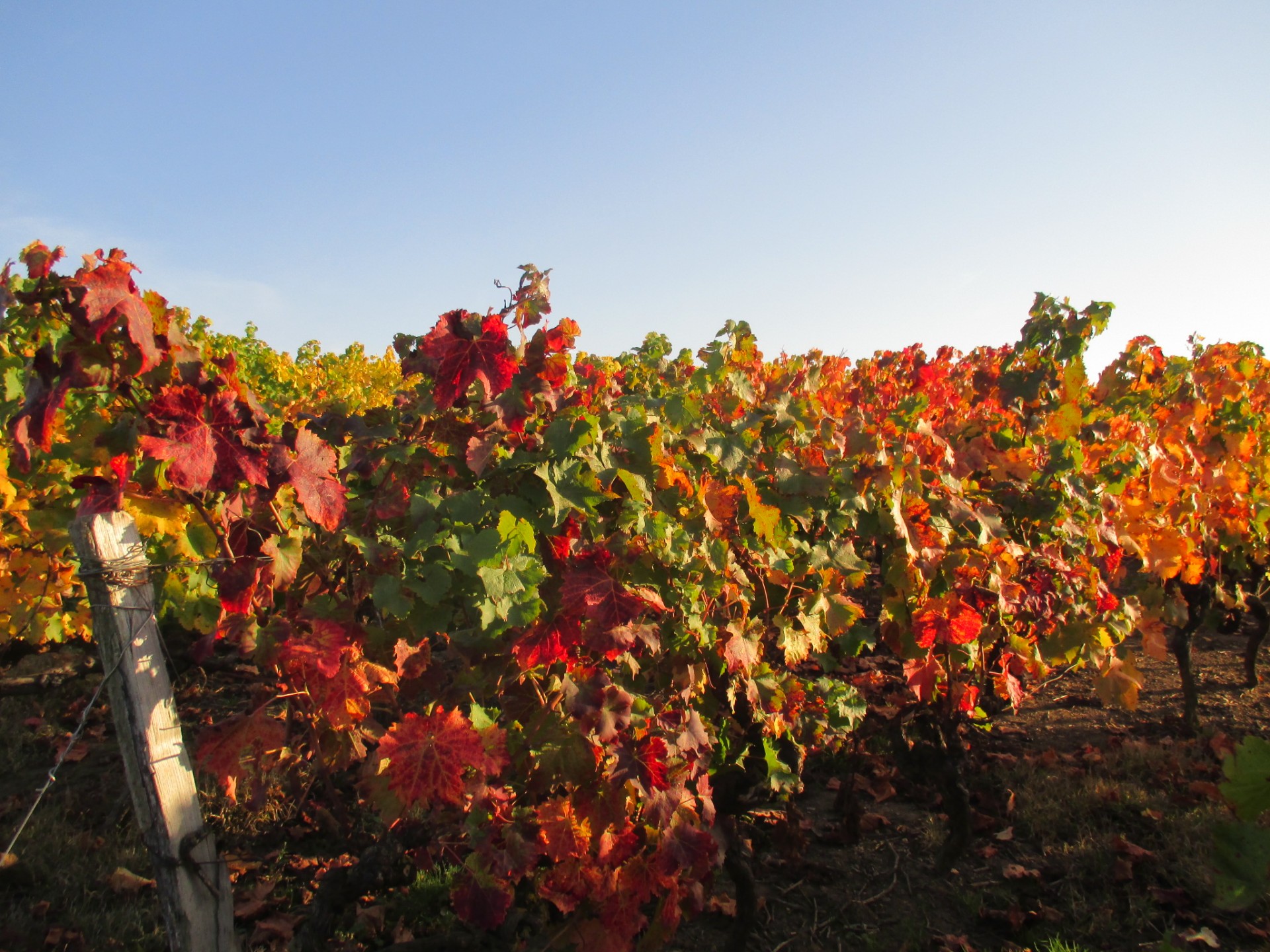 Cholet Tourisme Trémont Domaine du Moulin Vignoble Oenotourisme Dégustation