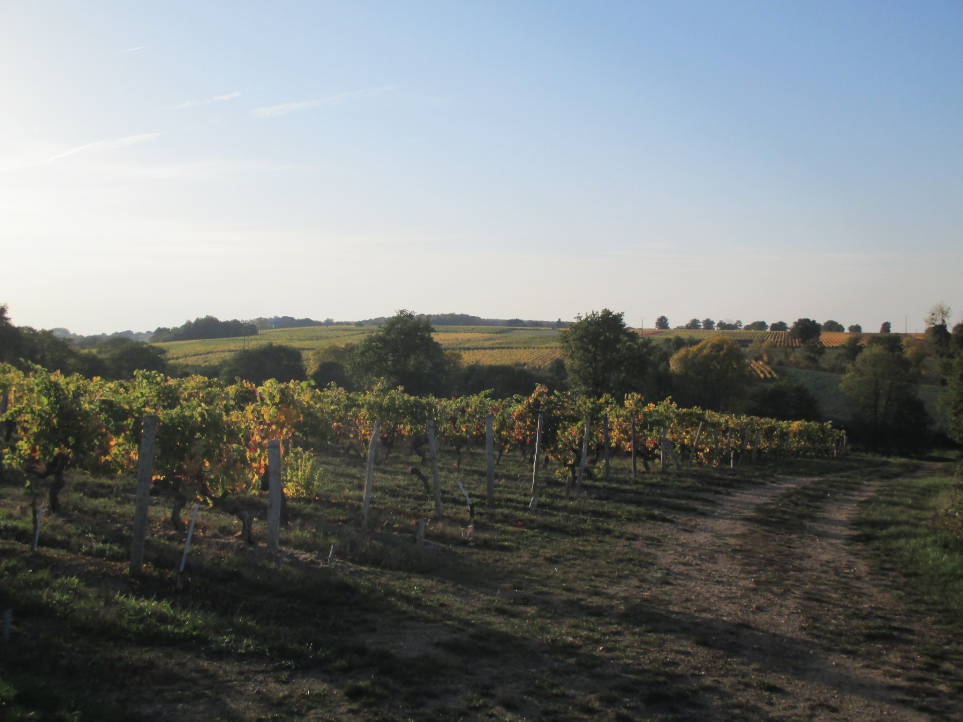 Cholet Tourisme Trémont Domaine du Moulin Vignoble Oenotourisme Dégustation