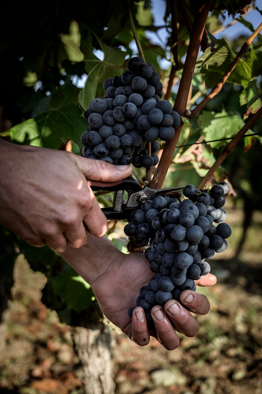 Domaine Familial Viticole Vigne Vin Vignoble Dégustation Produits Locaux Haut-Layon Anjou Petit Clocher Cléré-sur-Layon