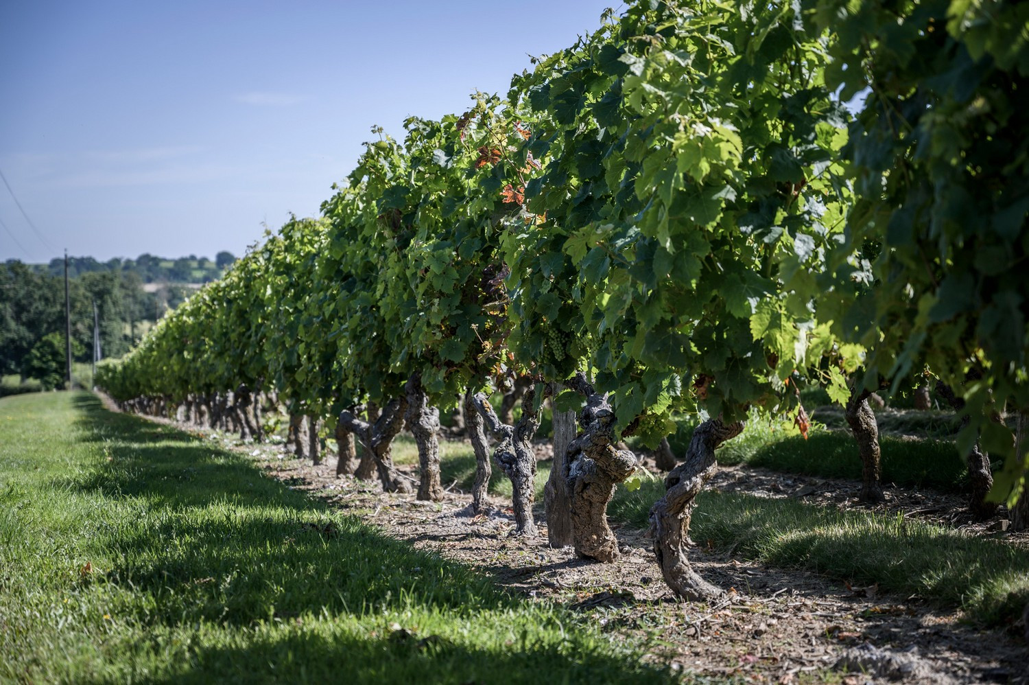 Domaine Familial Viticole Vigne Vin Vignoble Dégustation Produits Locaux Haut-Layon Anjou Petit Clocher Cléré-sur-Layon