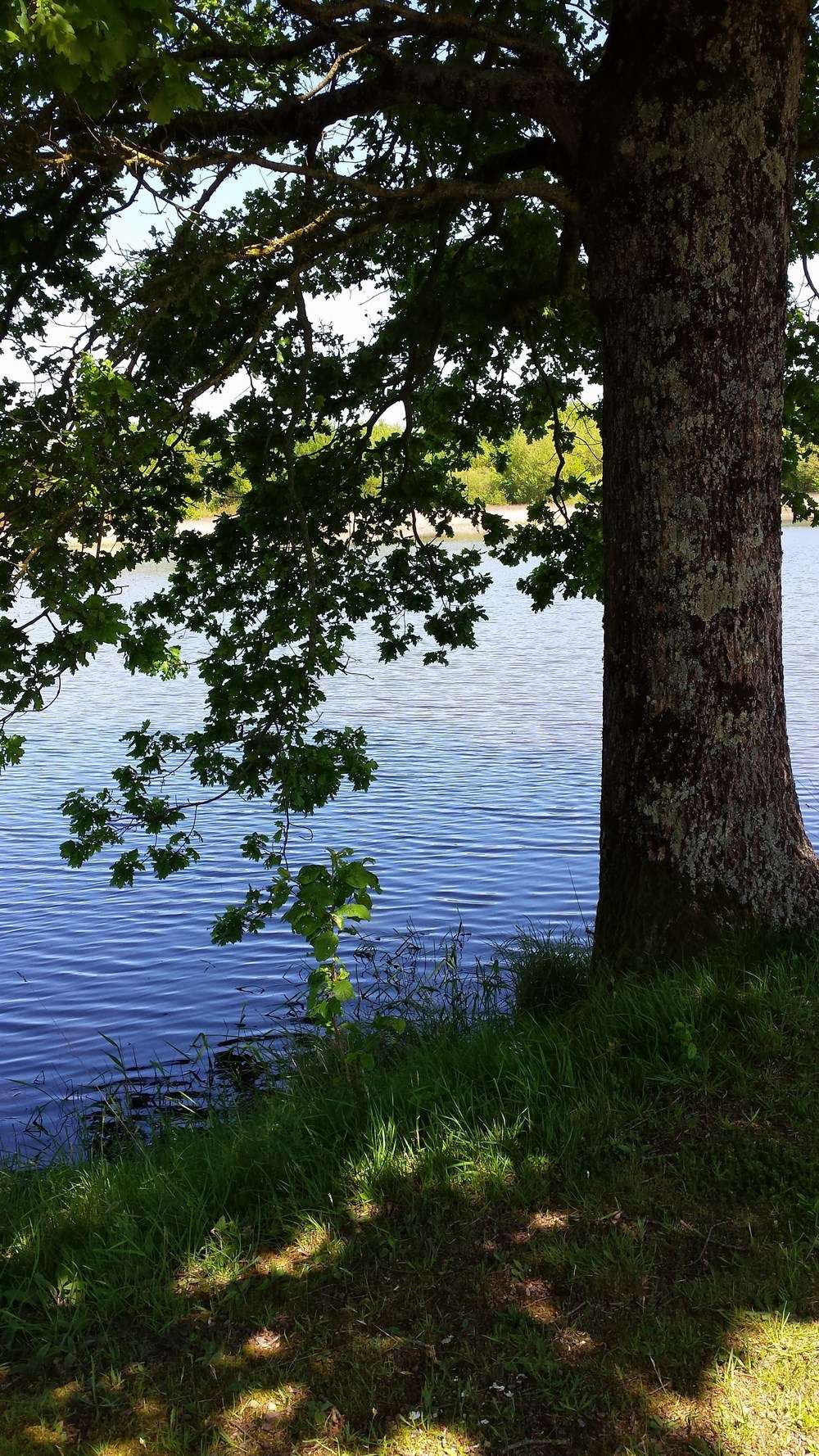 etang-de-peronne-chanteloup-les-bois-49