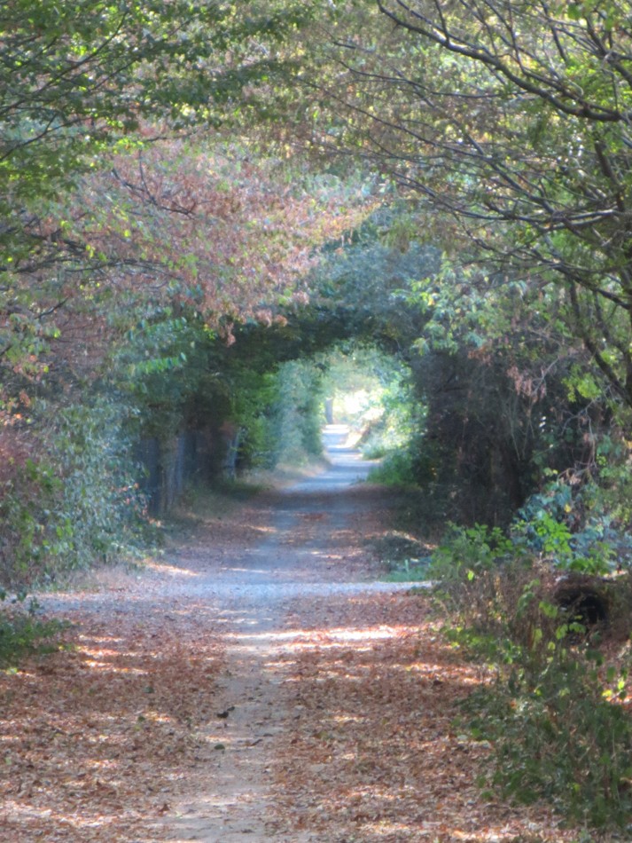 Cholet tourisme lieux de visites espace naturel Etang des Noues balade forêt