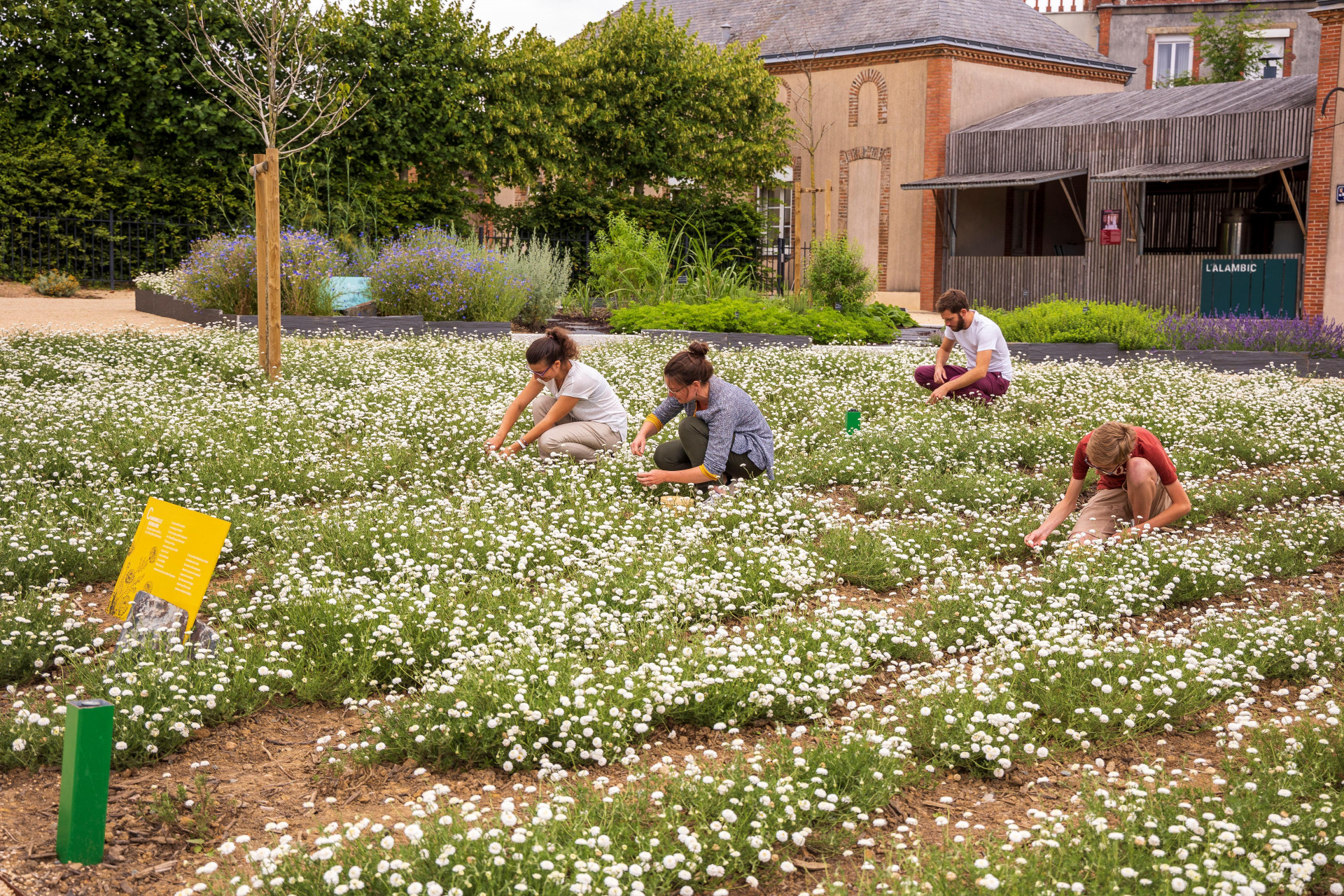 jardincamifolia-d-drouet