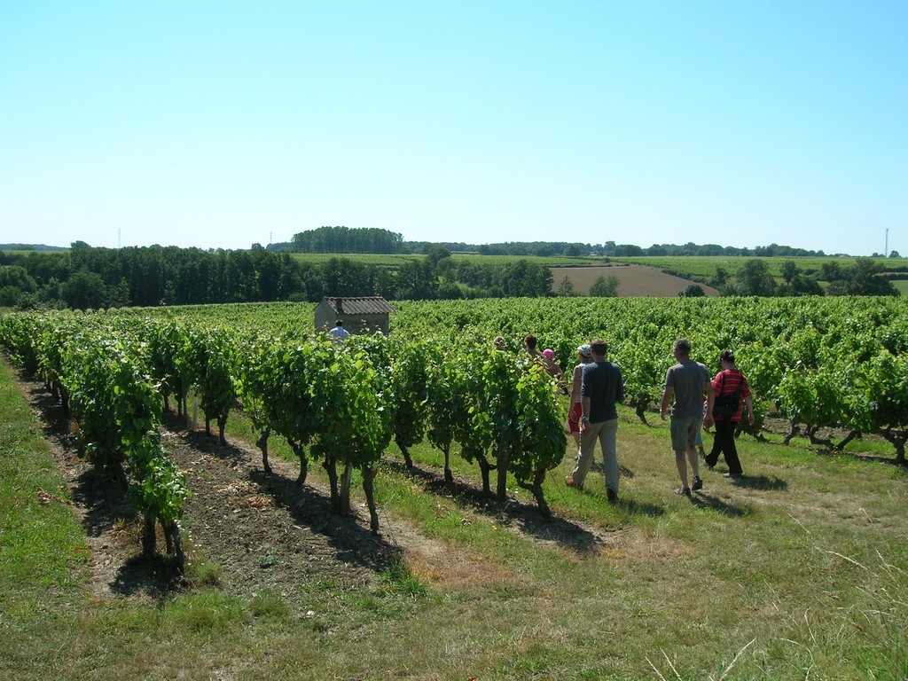Cholet Tourisme Randonnée Pédestre La Fosse-de-Tigné Lys-Haut-Layon Paysages Vignes