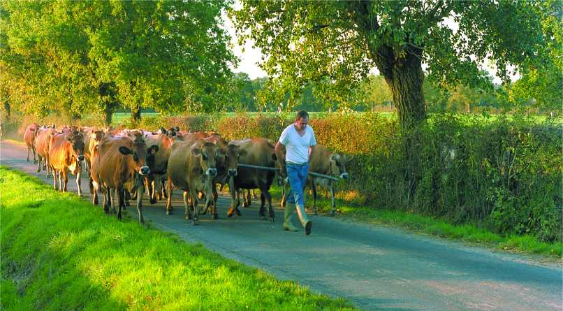 cholet tourisme producteurs locaux maison gaborit produits laitiers vaches maulévrier