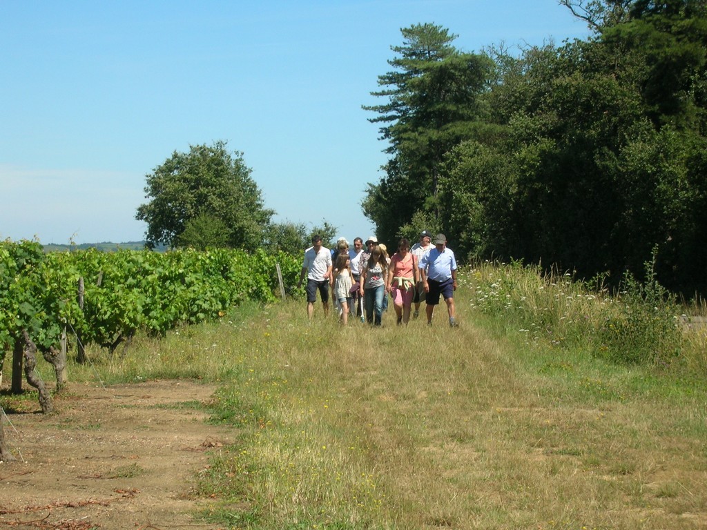 Cholet Tourisme Randonnée Pédestre Nueil--sur-Layon Vignes