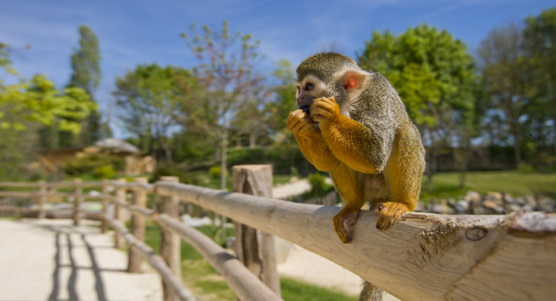 Cholet tourisme nature parc animalier zoo planète sauvage safari africain