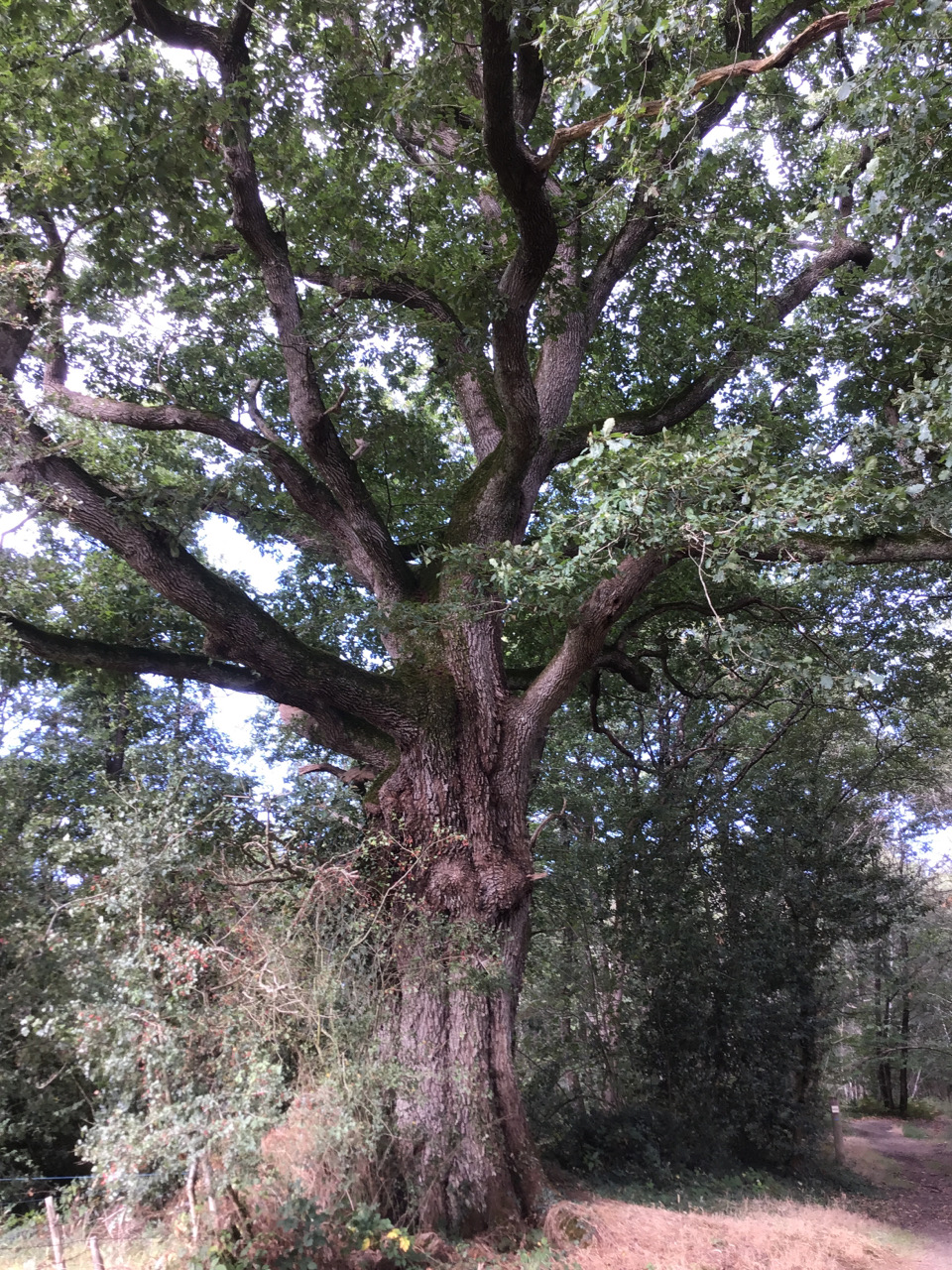 Sentier autour de l'oratoire