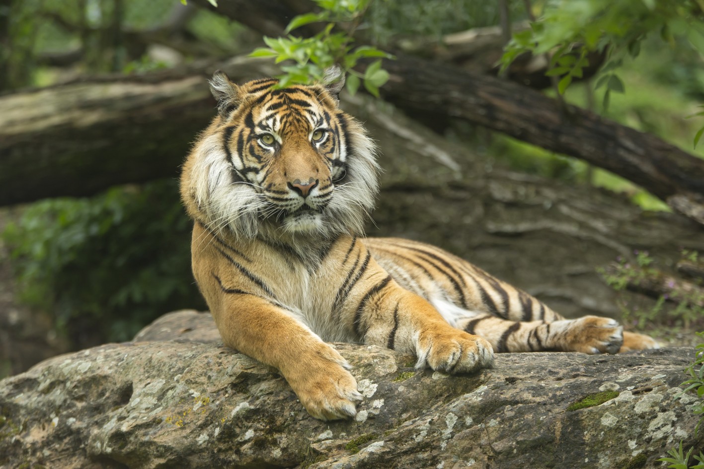 Cholet Tourisme Bioparc Zoo de Doué La fontaine 49