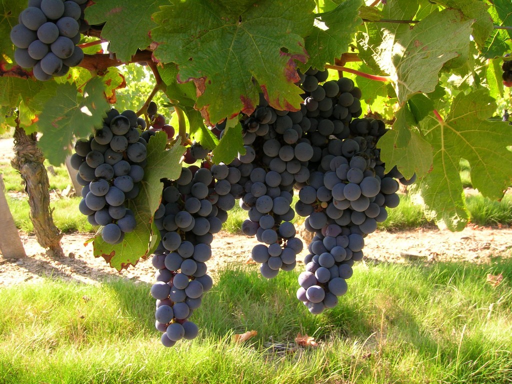 Cholet Tourisme Vignes Viticulture Oenotourisme Vin Dégustation
