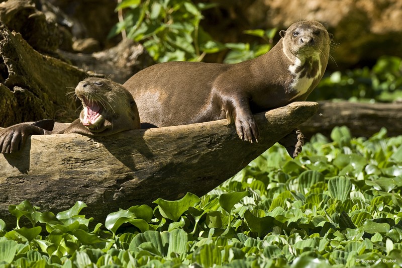 Cholet Tourisme Bioparc Zoo de Doué La fontaine 49 - © Bioparc - P. CHABOT Bioparc Zoo de Doué La fontaine 49