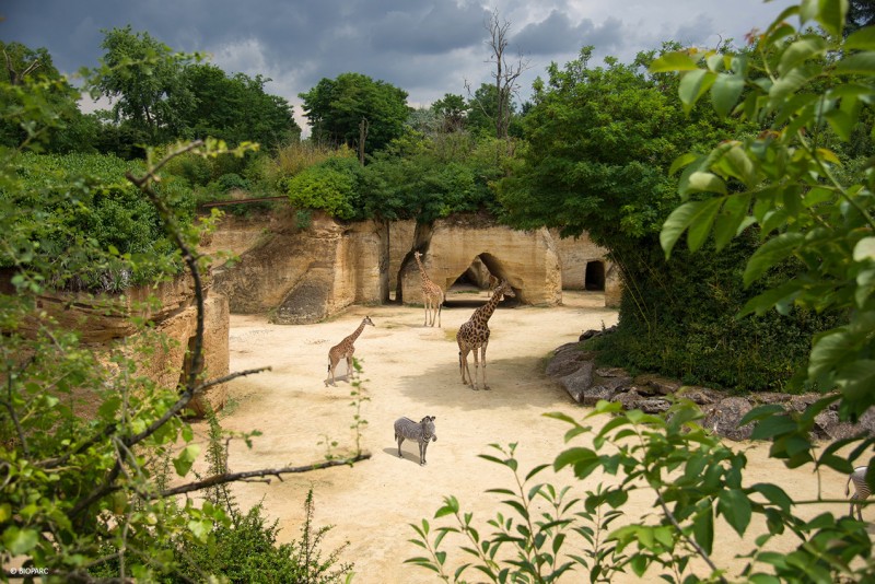 Bioparc Zoo de Doué La fontaine 49 - © Bioparc Cholet Tourisme Bioparc Zoo de Doué La fontaine 49