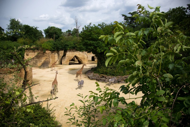 camp-des-girafes-bioparc-2374635