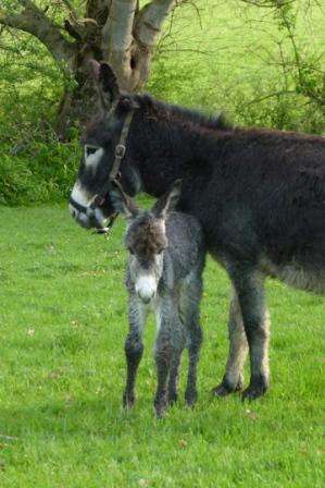 Chambre d'Hôtes Chez Sophie et Jean-Luc Gîtes de l'Etang des Noues Cholet - © Givelet Cholet Tourisme Chambre d'Hôtes Chez Sophie et Jean-Luc Gîtes de l'Etang des Noues