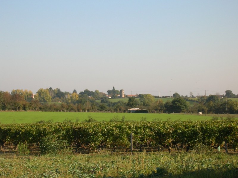 Cholet Tourisme Randonnée Pédestre Le Voide Nature Campagne Vignes Paysage