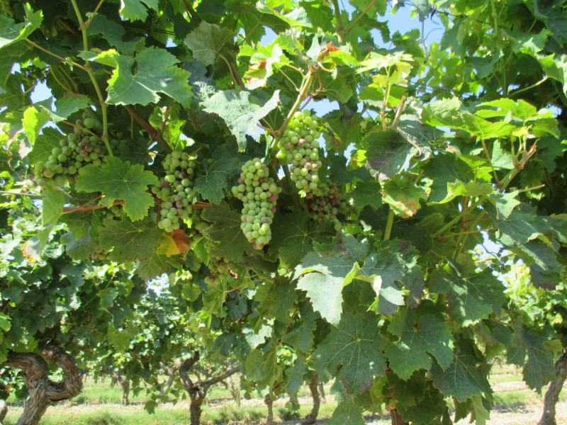 Vigne Vin Vignoble Domaine Dégustation Haut-Layon