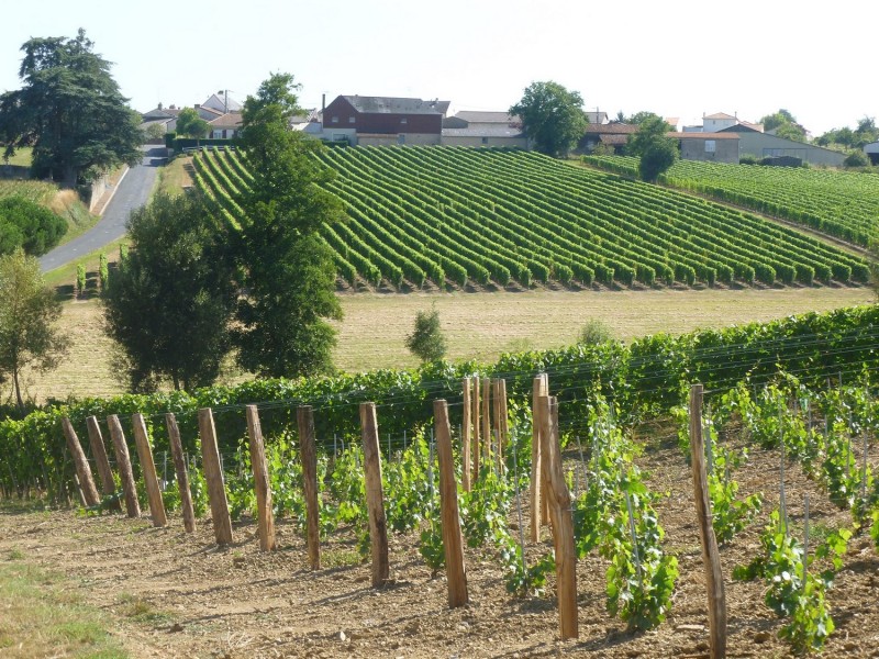 Domaine des Trois Monts Verre Vin Dégustation Vigne Trémont