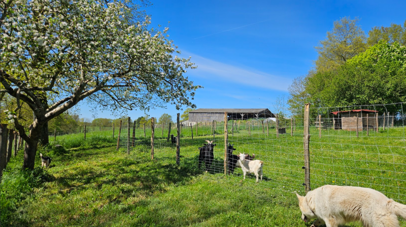 ferme-pedagogique-animay5-49-2854052 - © Cindy MOAL ferme-pedagogique-animay5-49-2854052