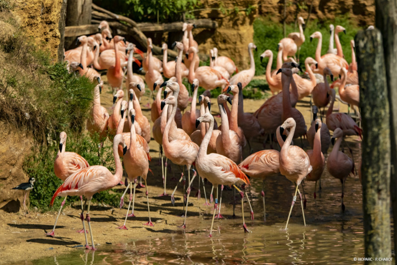grande-voliere-bioparc-p-chabot-2825377 - © P.Chabot grande-voliere-bioparc-p-chabot-2825377