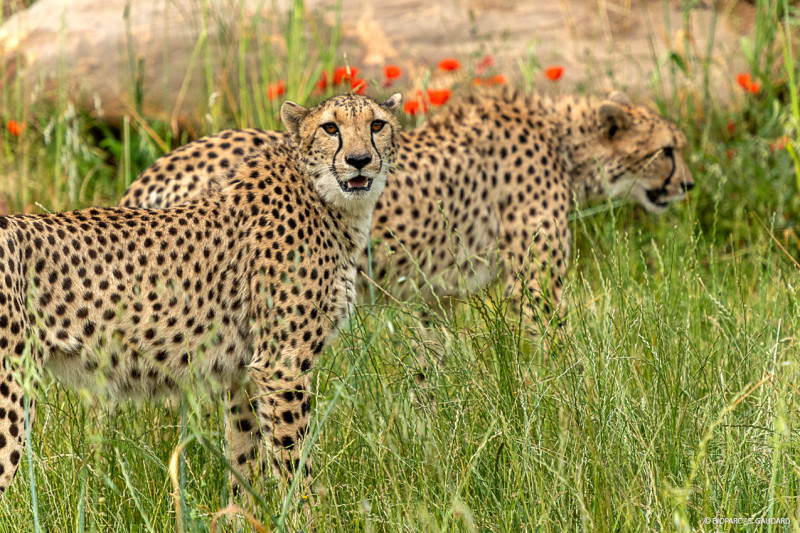 guepard-bioparc-s-gaudard-2825378 - © S.Gaudard guepard-bioparc-s-gaudard-2825378