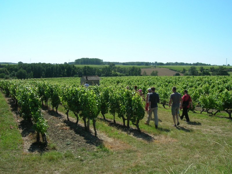 Cholet Tourisme Randonnée Pédestre La Fosse-de-Tigné Lys-Haut-Layon Paysages Vignes