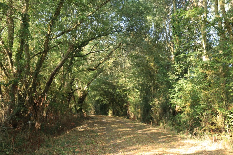 Cholet tourisme  randonnée sentier du pont moreau les cerqueux sous passavant