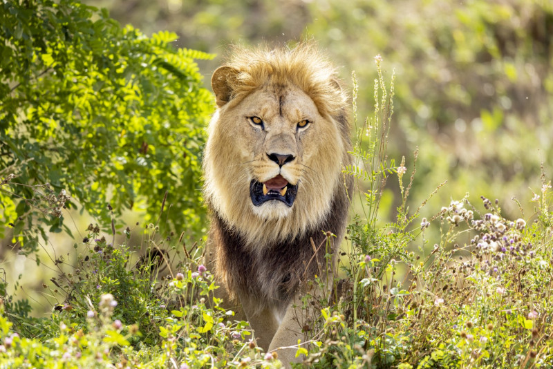 lion-bioparc-p-chabot-grand-2854607 - © p-chabot lion-bioparc-p-chabot-grand-2854607