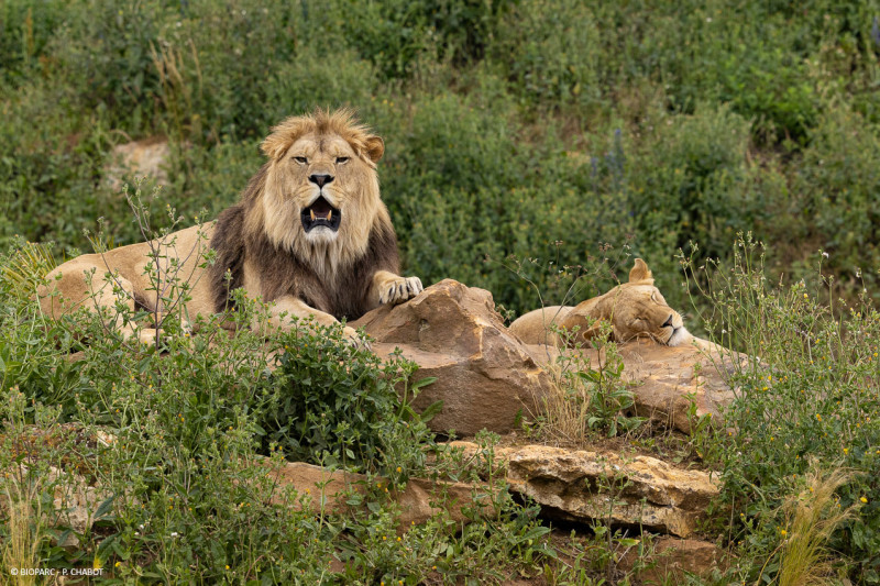 lions-c-bioparc-p-chabot-2825379 - © P.Chabot lions-c-bioparc-p-chabot-2825379