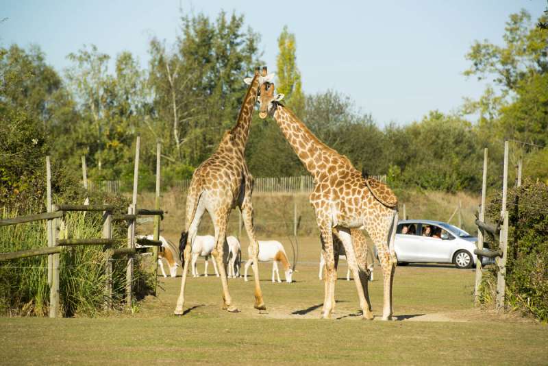 Cholet tourisme nature parc animalier zoo planète sauvage safari africain