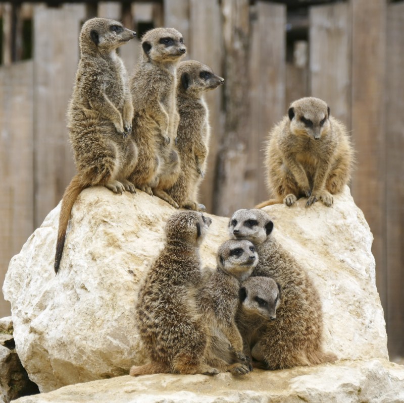 Planète Sauvage Port St Père - © Valéry Joncheray/ Rémi Chautard Cholet tourisme nature parc animalier zoo planète sauvage safari africain