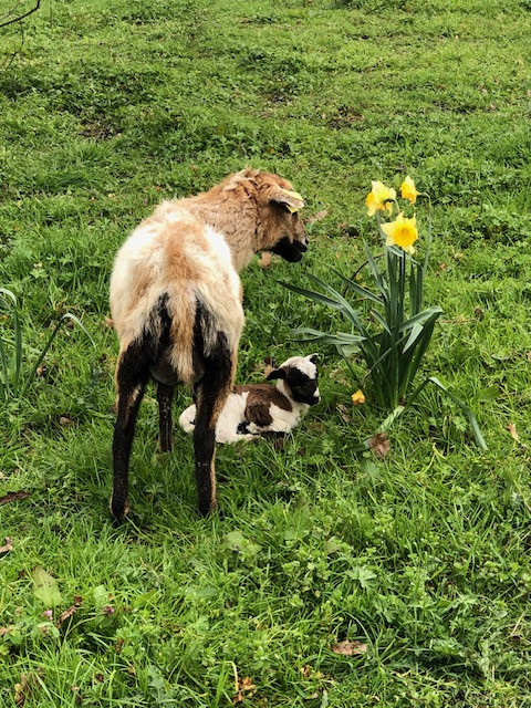 promenons-nous-a-begrolles-en-mauges-49 - © Maire de Bégrolles en Mauges promenons-nous-a-begrolles-en-mauges-49