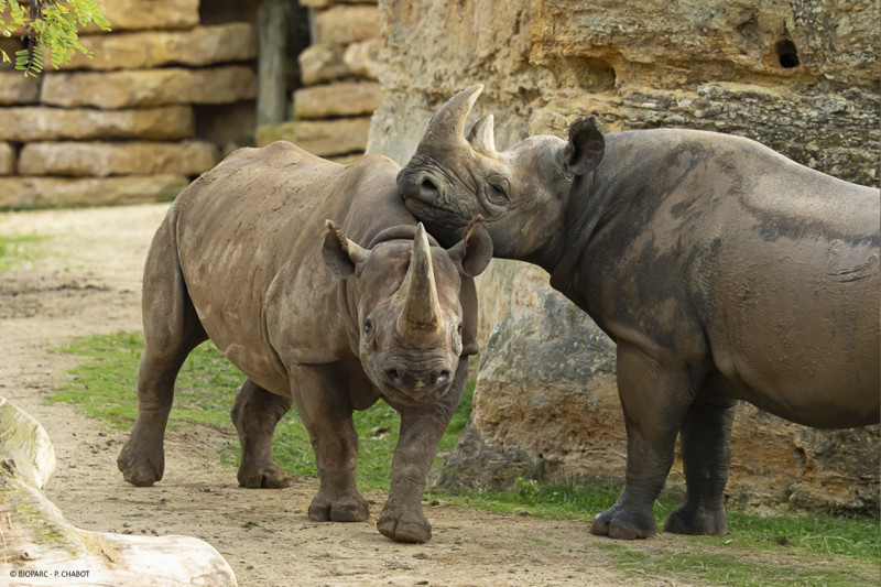 rhinoceros-bioparc-p-chabot-2825380 - © P.Chabot rhinoceros-bioparc-p-chabot-2825380