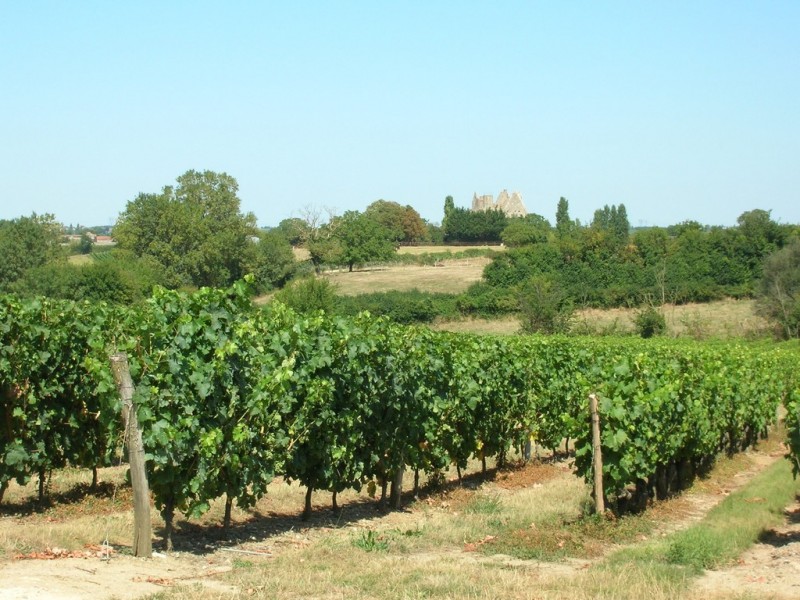 Cholet Tourisme Tigné Vigne Château Riou Patrimoine Nature Histoire