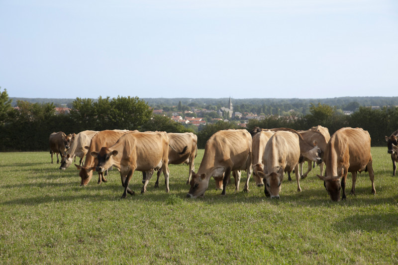 cholet tourisme producteurs locaux maison gaborit produits laitiers vaches maulévrier