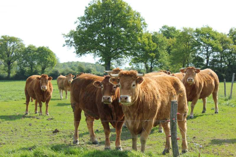 vente directe Cholet EARL de la Couisière Nuaillé