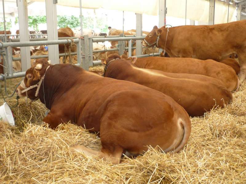 Vente directe EARL de la Couisière Nuaillé - © Estelle DE RENGERVE vente directe Cholet EARL de la Couisière Nuaillé