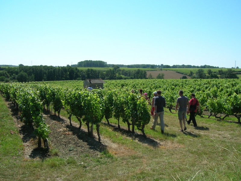 Cholet Tourisme Vigne Vignoble Viticulture Oenotourisme La Fosse-de-Tigné