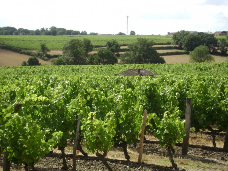 Cholet Tourisme Vigne Vignoble Viticulture Oenotourisme La Fosse-de-Tigné