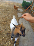 Chambres Location Nuitée Calme Animaux Chèvre Poules