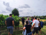 Rando Apéro du Vigneron