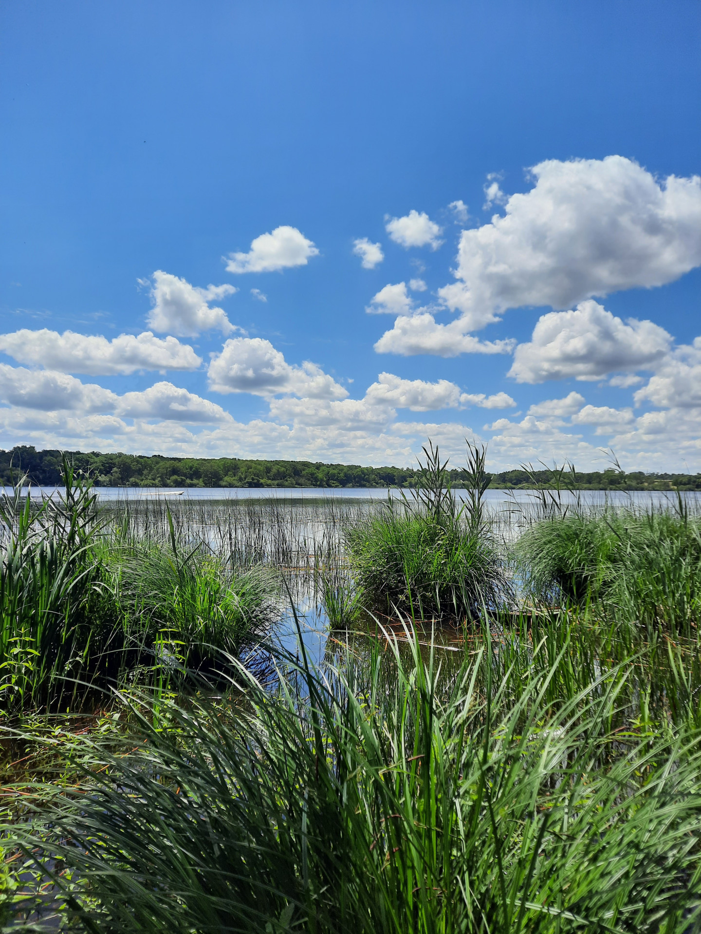 09-etang-des-noues-cholet-2024-49-c-catherine-fonteneau-654522 - © c-catherine-fonteneau 09-etang-des-noues-cholet-2024-49-c-catherine-fonteneau-654522